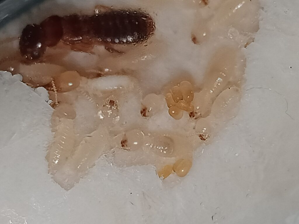 Asian Subterranean Termites in South Florida