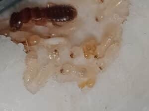 Asian Subterranean Termites in South Florida