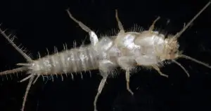 Close-up of a silverfish insect on a dark surface showing its elongated body and antennae