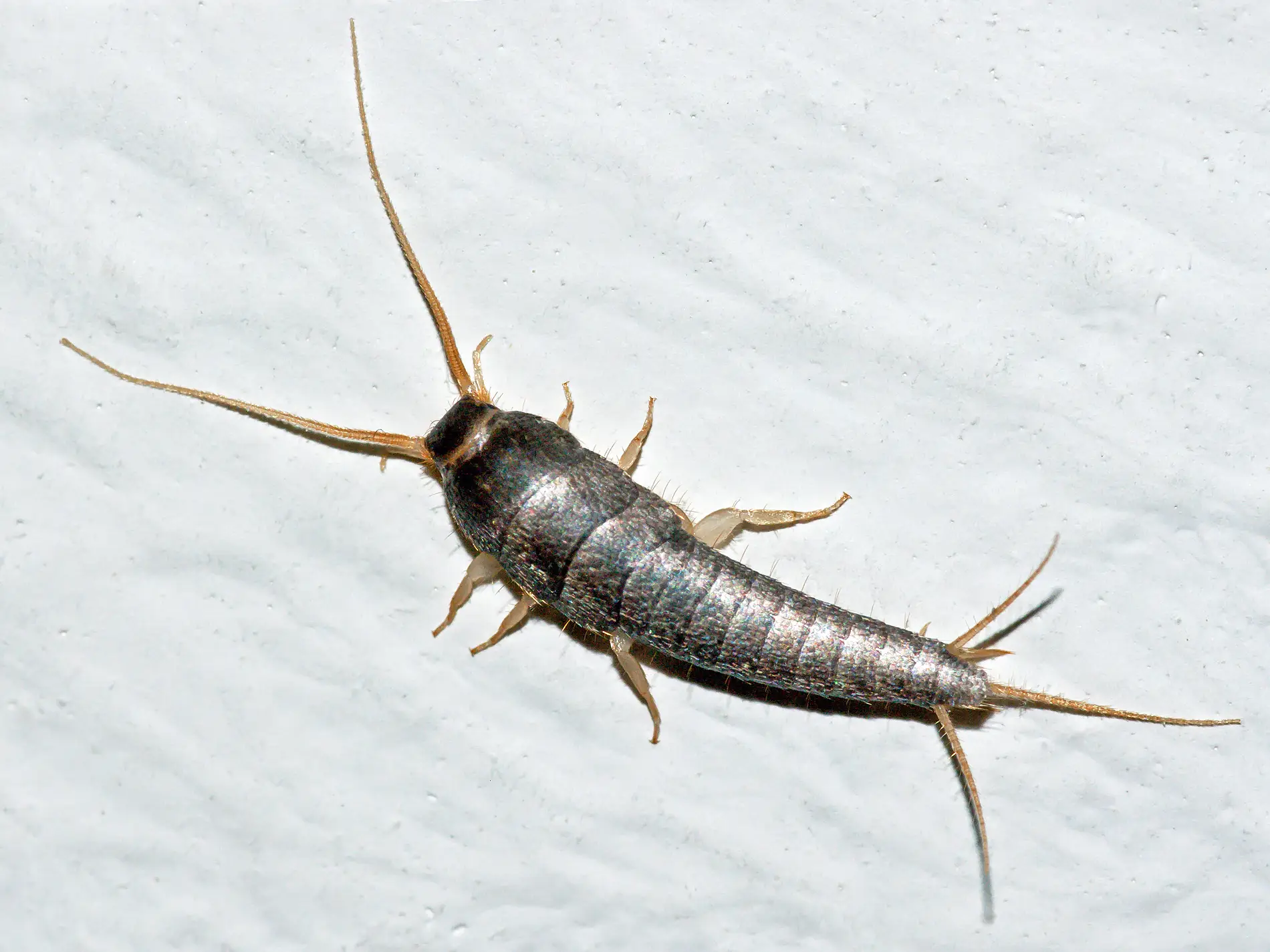 Close-up of a silverfish insect on a light surface showing its elongated body and antennae