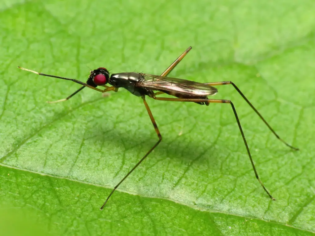 Stilt legged Fly