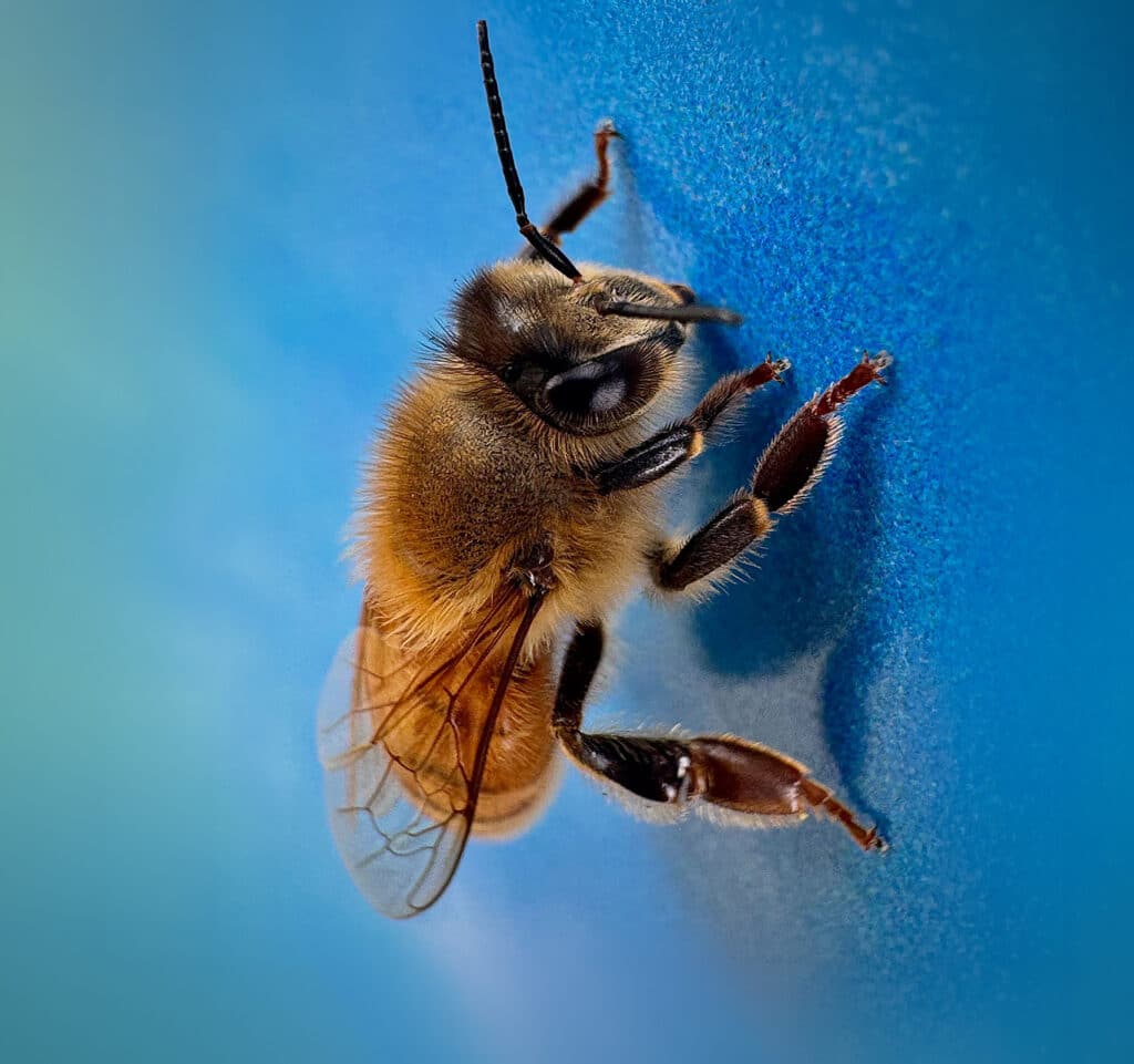 Honeybee close-up Port St. Lucie bee relocation services — Wise House Pest Control