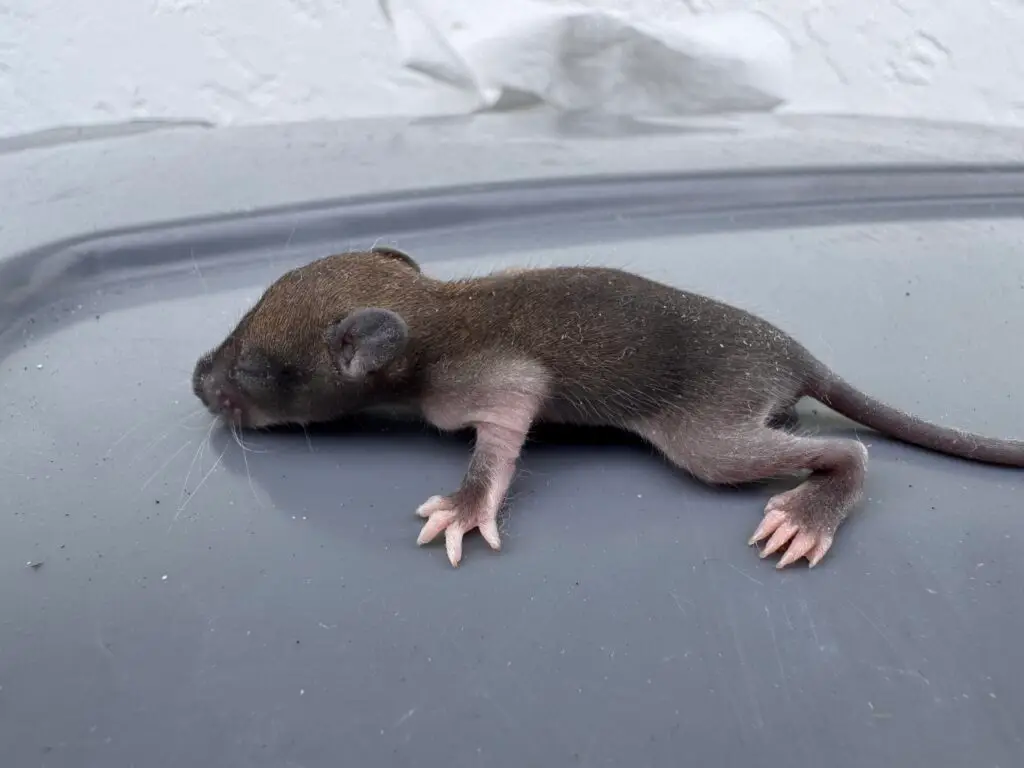 Rat in Port St. Lucie home, common rodent pest requiring pest control Port St. Lucie families rely on