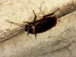 Riviera beach - Bi-monthly Pest Control -   Roach