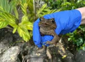cane toad South Florida being handled safely with gloves