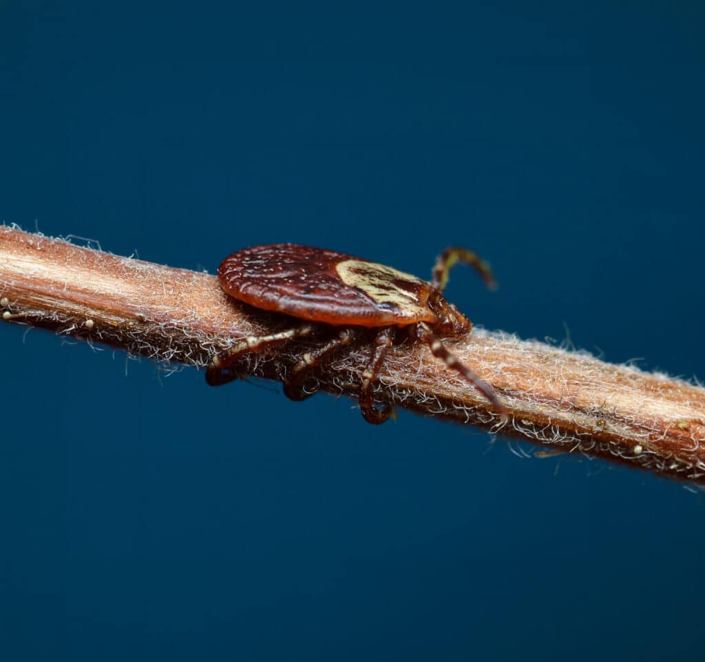 Close-up of female American Dog Tick (Dermacentor variabilis) showing body and legs, important species in ticks control South Florida.