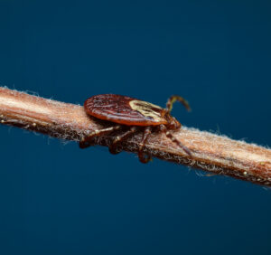 Close-up of female American Dog Tick (Dermacentor variabilis) showing body and legs, important species in ticks control South Florida.