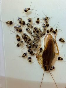 Boynton beach - German Roach treatment - Adult german roach with Ootheca and several Newborn Nymphs