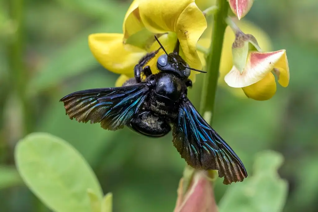 Tropical carpenter bee with shiny black body on a yellow flower in South Florida