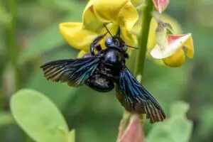 Tropical carpenter bee with shiny black body on a yellow flower in South Florida