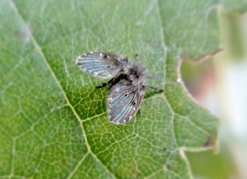 Drain fly (moth fly) close-up showing fuzzy wings and moth-like body shape