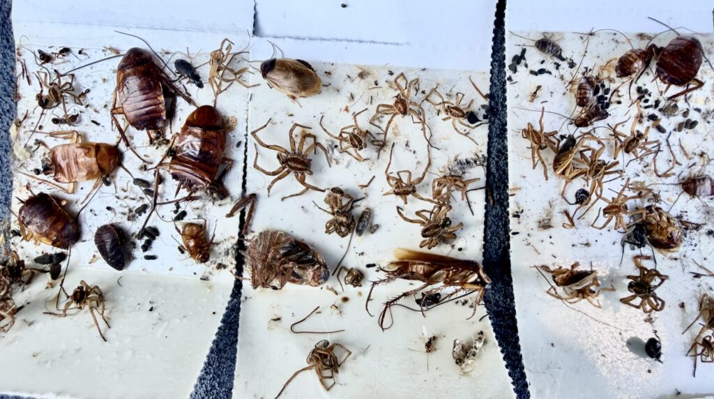 Boynton Beach Roaches and spiders, insect monitoring pad