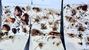 Boynton Beach Roaches and spiders, insect monitoring pad
