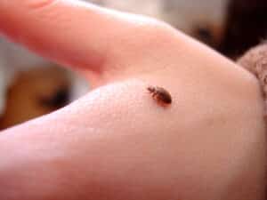 Close-up photograph of a bed bug on human skin, showing scale and appearance for pest identification