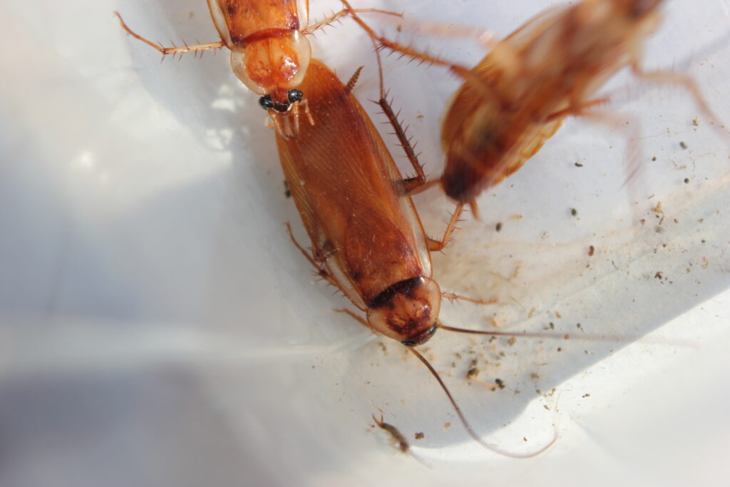 Adult male roach