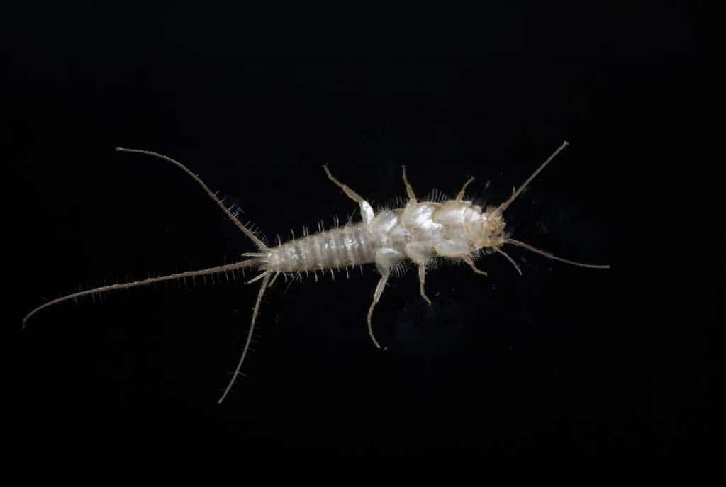 Silverfish
