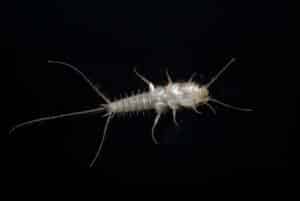 Silverfish