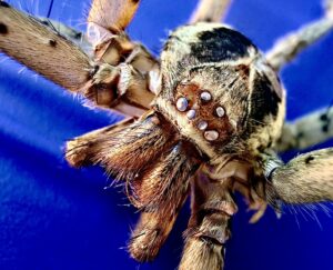 Boynton Beach    Quarterly PC  Pantropical Huntsman Spider
