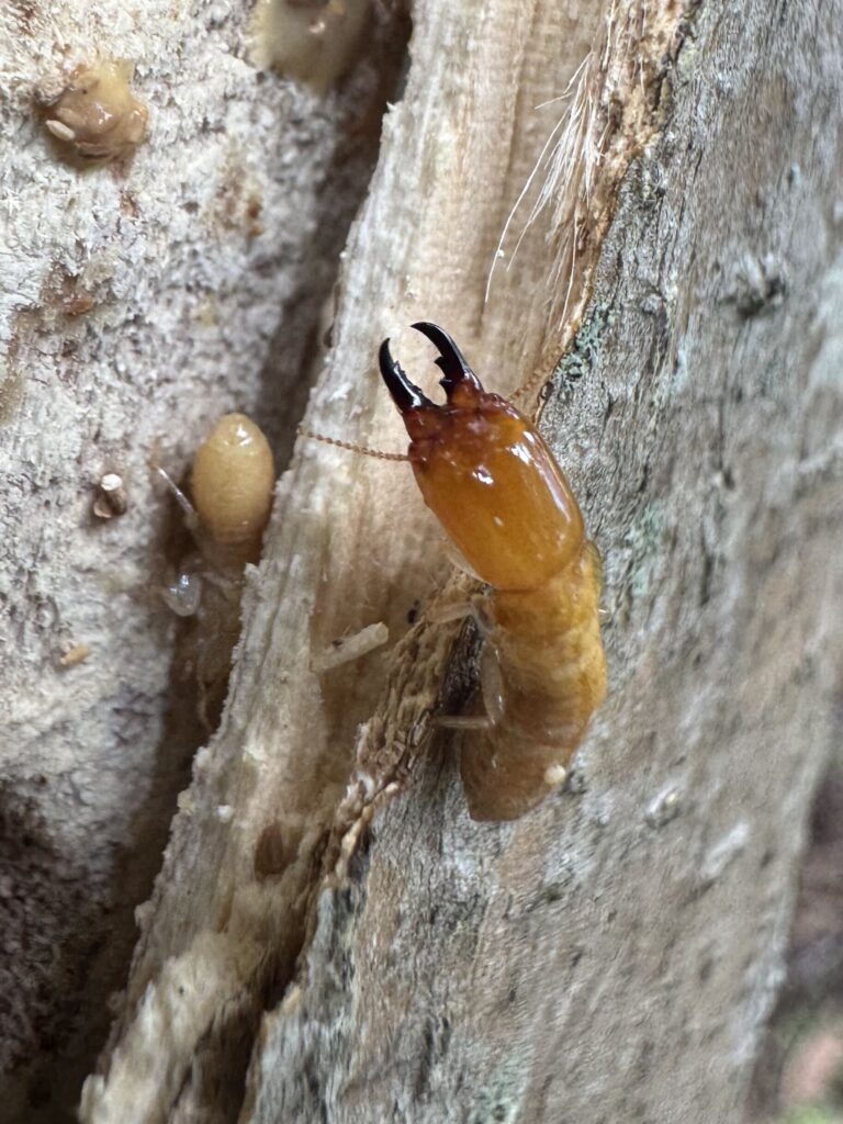 Dampwood Termites