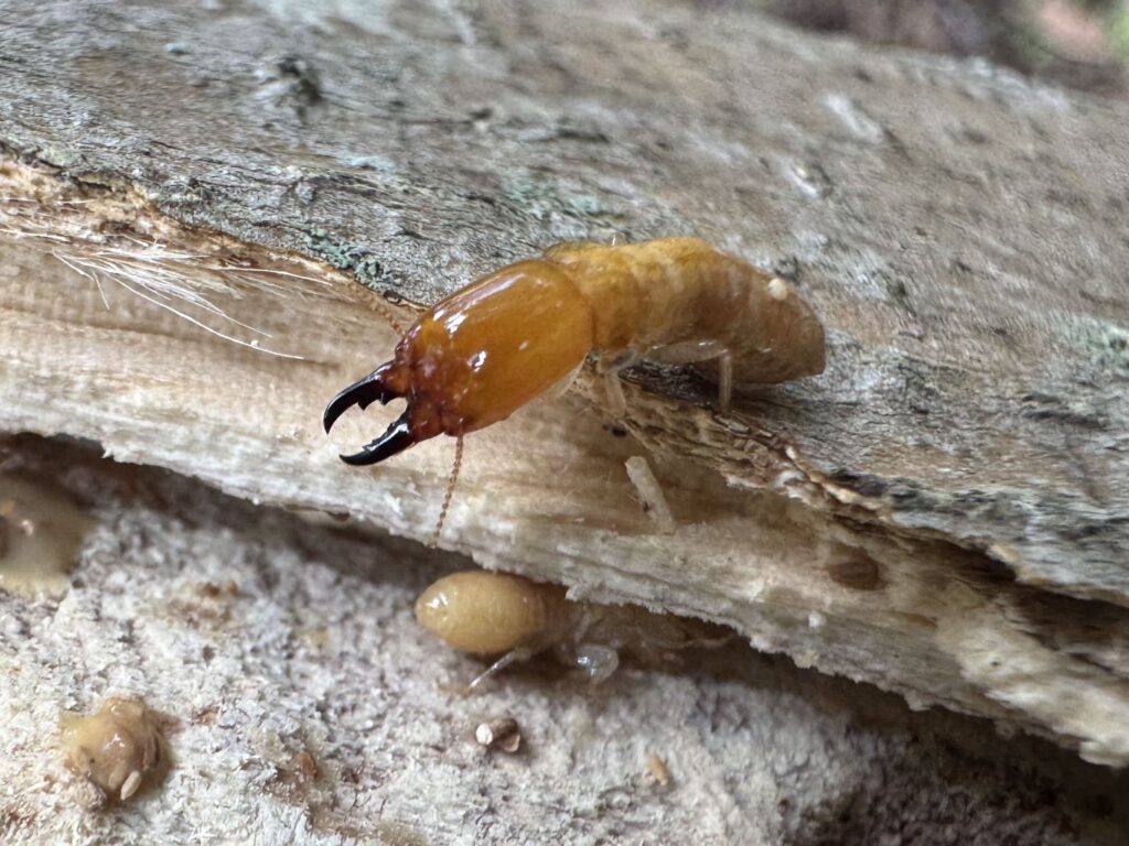 Dampwood Termites