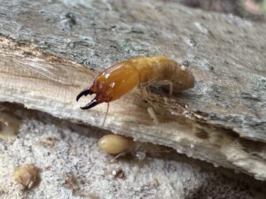 Termites in structural wood, illustrating why prevention and monitoring matter in South Florida
