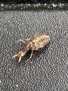 Greenacres - Ant lion
