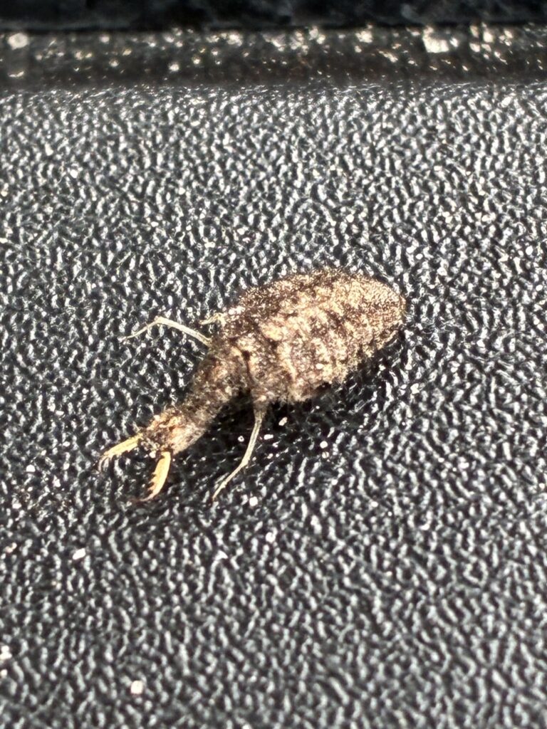 Greenacres - Ant lion