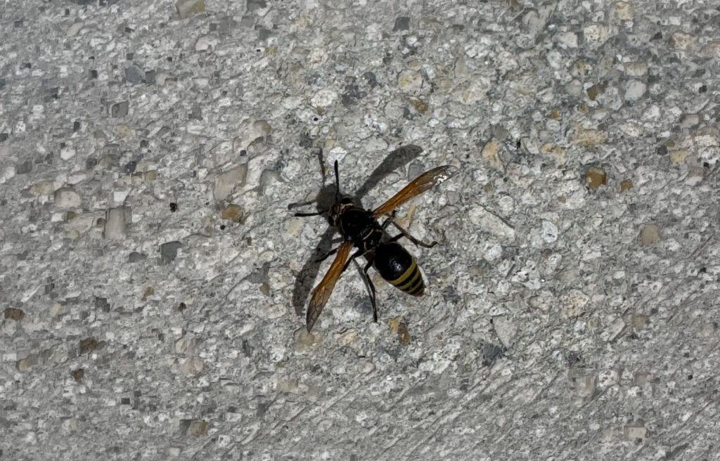 Keyhole Wasp in Port St Lucie