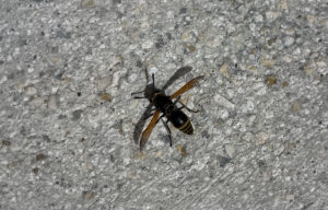 Keyhole Wasp in Port St Lucie