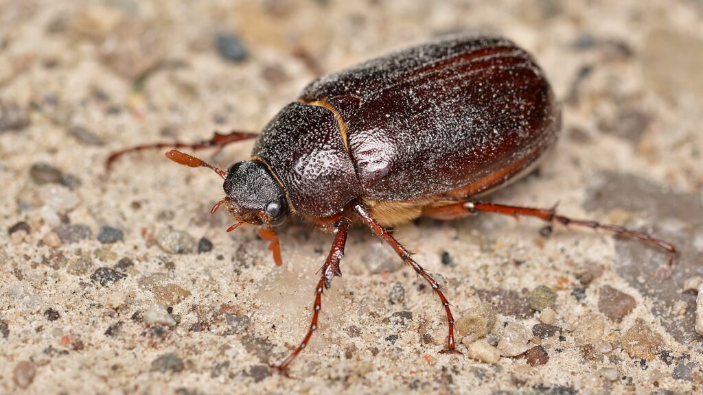May beetle