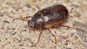 May beetle