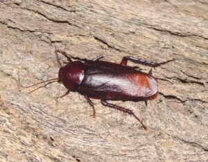 Smoky Brown Cockroach