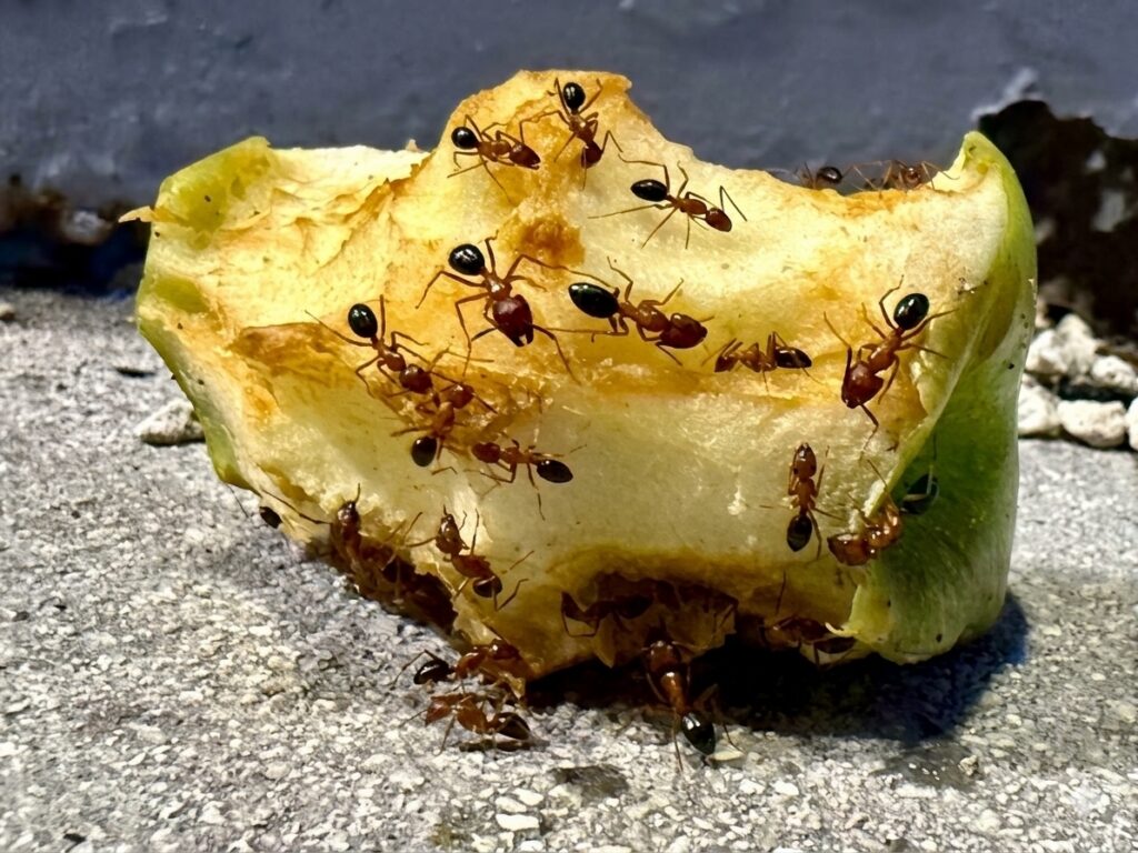 Treating customers homes for carpenter ant activity in Ft Pierce