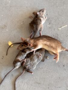 Rodents removed during pest control treatment in Fort Pierce, FL