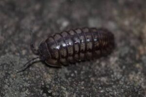 Isopode