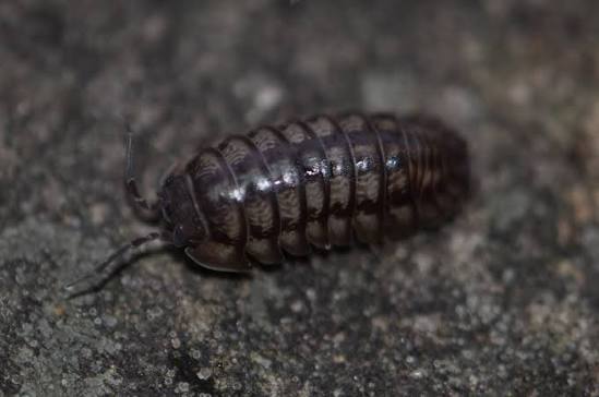 Isopode