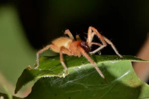 Sac spider resting on a green leaf in a garden