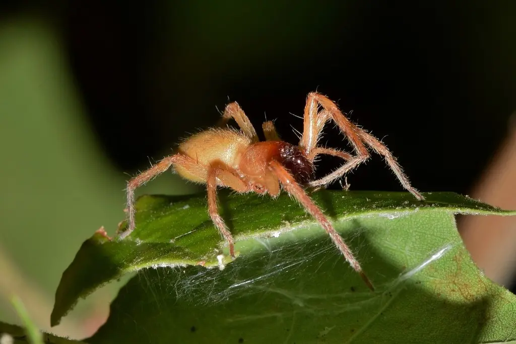 Sac spider resting on a green leaf in a garden