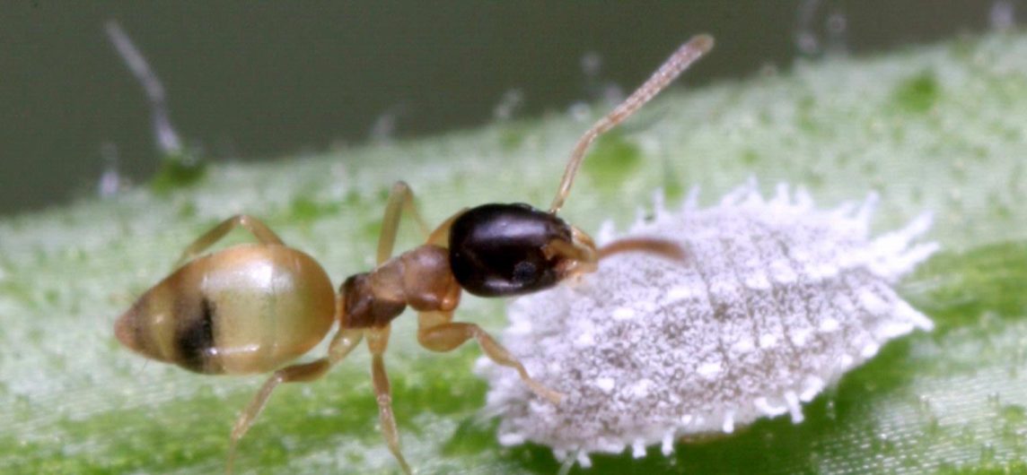 Ghost ant (Tapinoma melanocephalum) interacting with a mealybug on a green leaf.