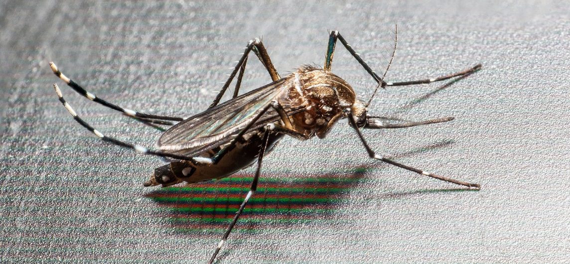 Close-up of a mosquito resting on a surface — a common pest in South Florida homes and backyards.