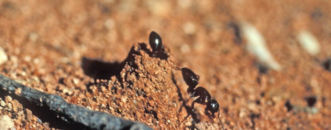 Camponotus armstrongi ants, sugar ant on their nest.