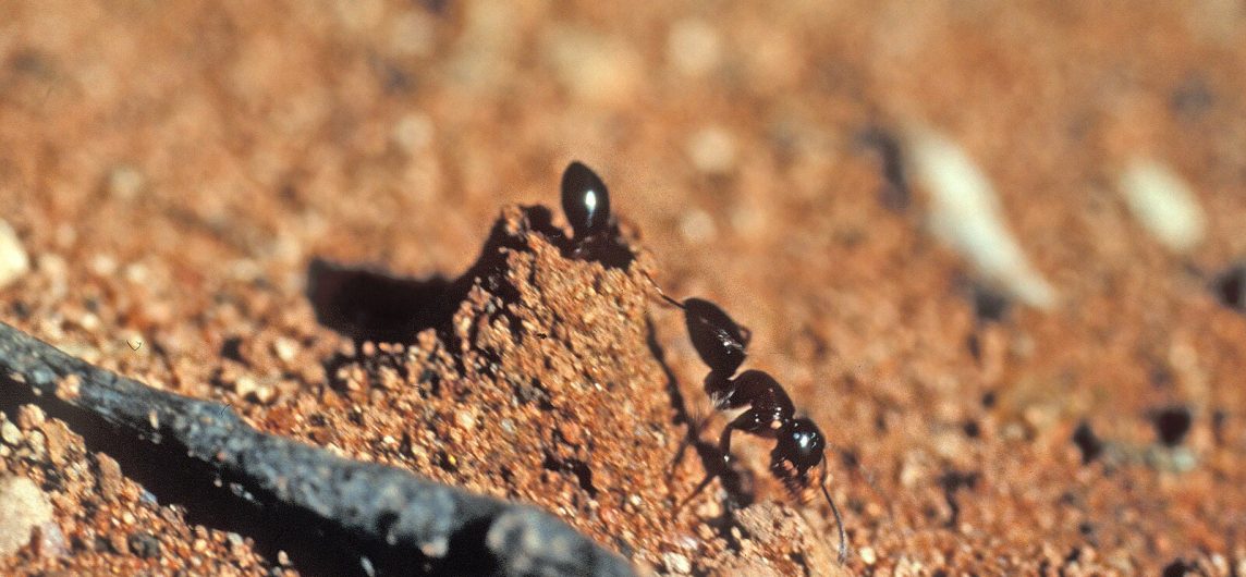 Camponotus armstrongi ants, sugar ant on their nest.