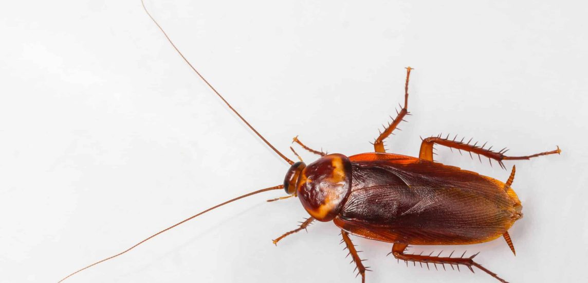 American cockroach