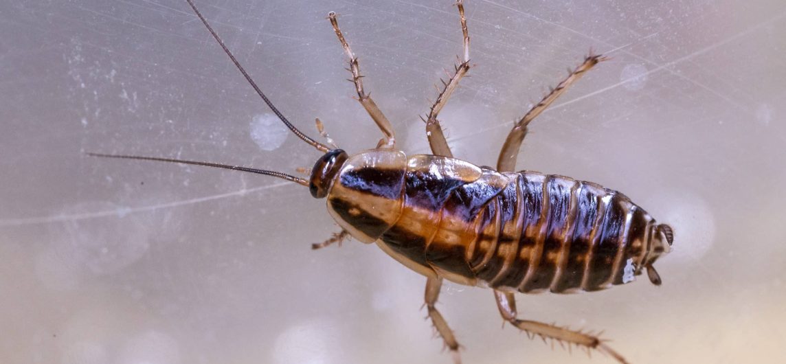 german cockroaches round in Port St Lucie