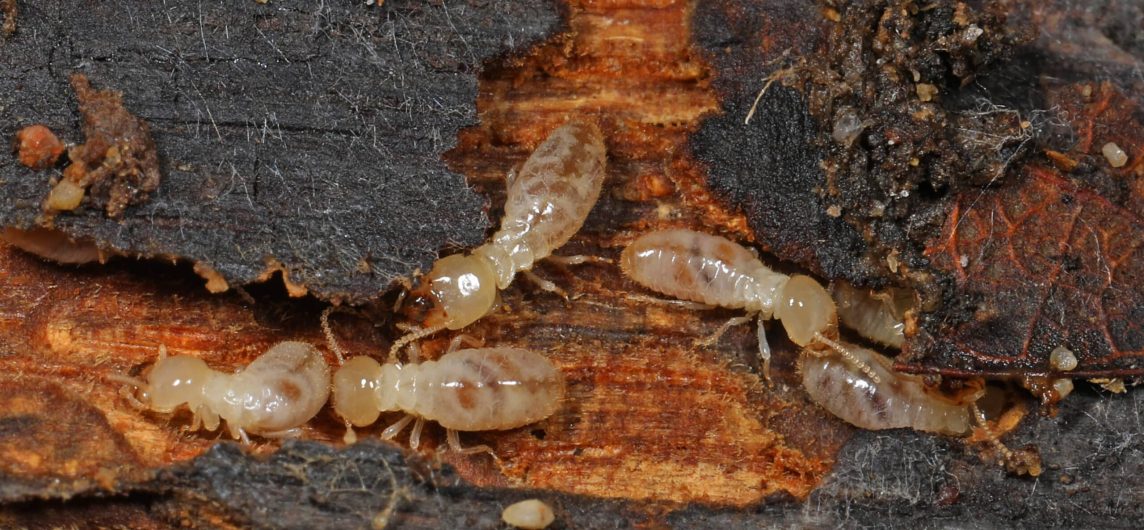 Close-up of an Eastern subterranean termite (Reticulitermes flavipes) on decaying wood, highlighting its role in structural damage in South Florida homes