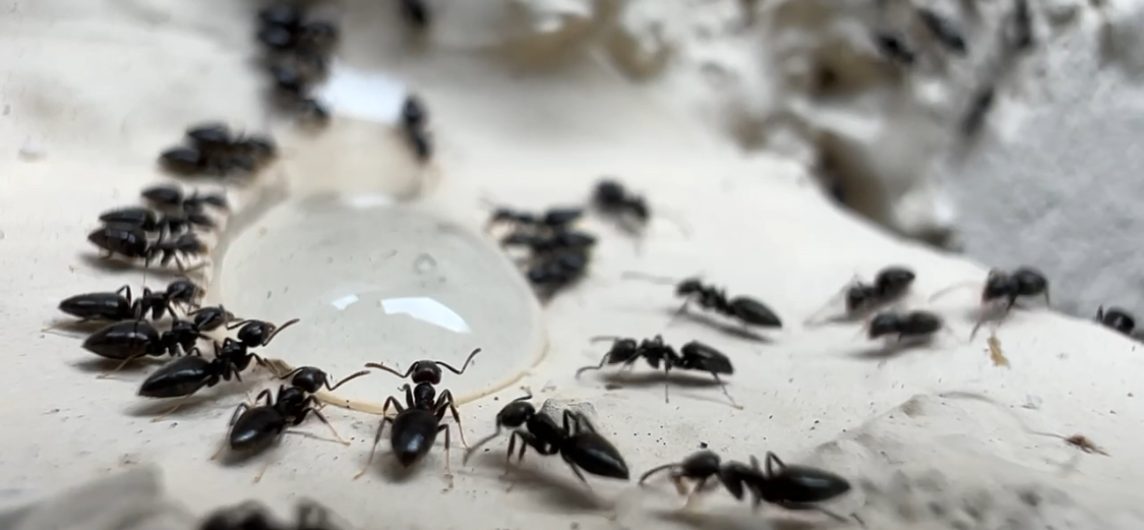 White Footed Ant