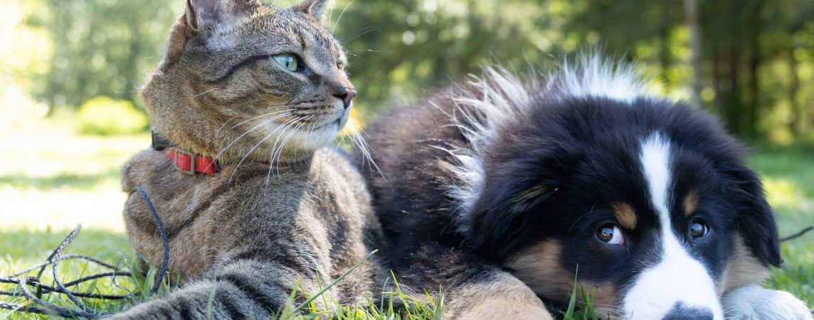 Home Pets in South Florida