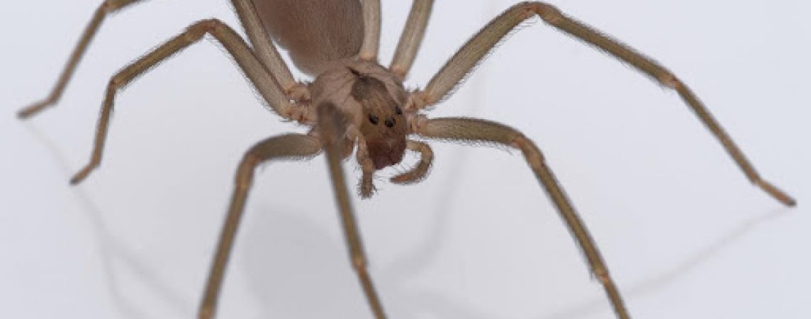 Spiders in South florida